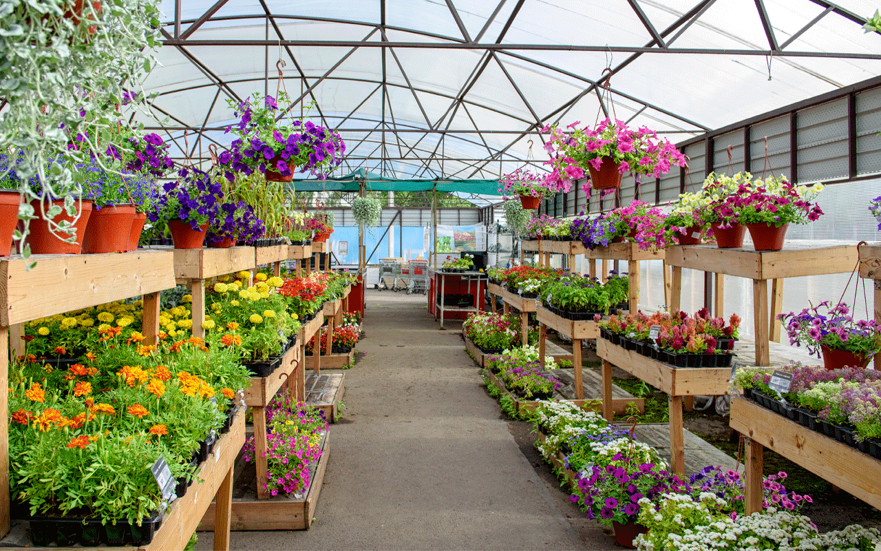 What Is The Best Plant For You?